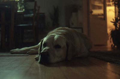 Британке ампутировали конечности после того, как ее облизывала собака