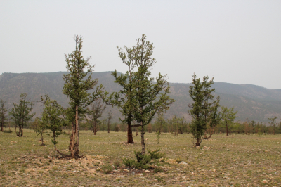 Лесной капитал: почему Иркутская область приносит стране миллиарды, но остаётся в минусе