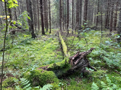 Город или деревня? Для меня выбор очевиден. Размышления вслух